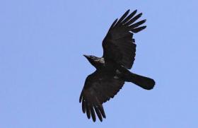К чему снится черная ворона во сне?